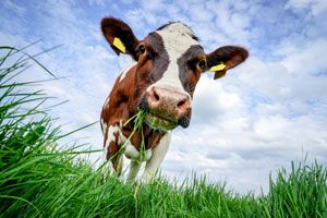 The researchers hope to cut greenhouse gas emissions and find better farming practices
